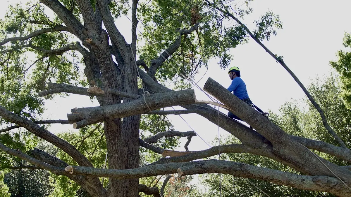 Professional Crown Thinning performed by certified arborists in Ripplemead